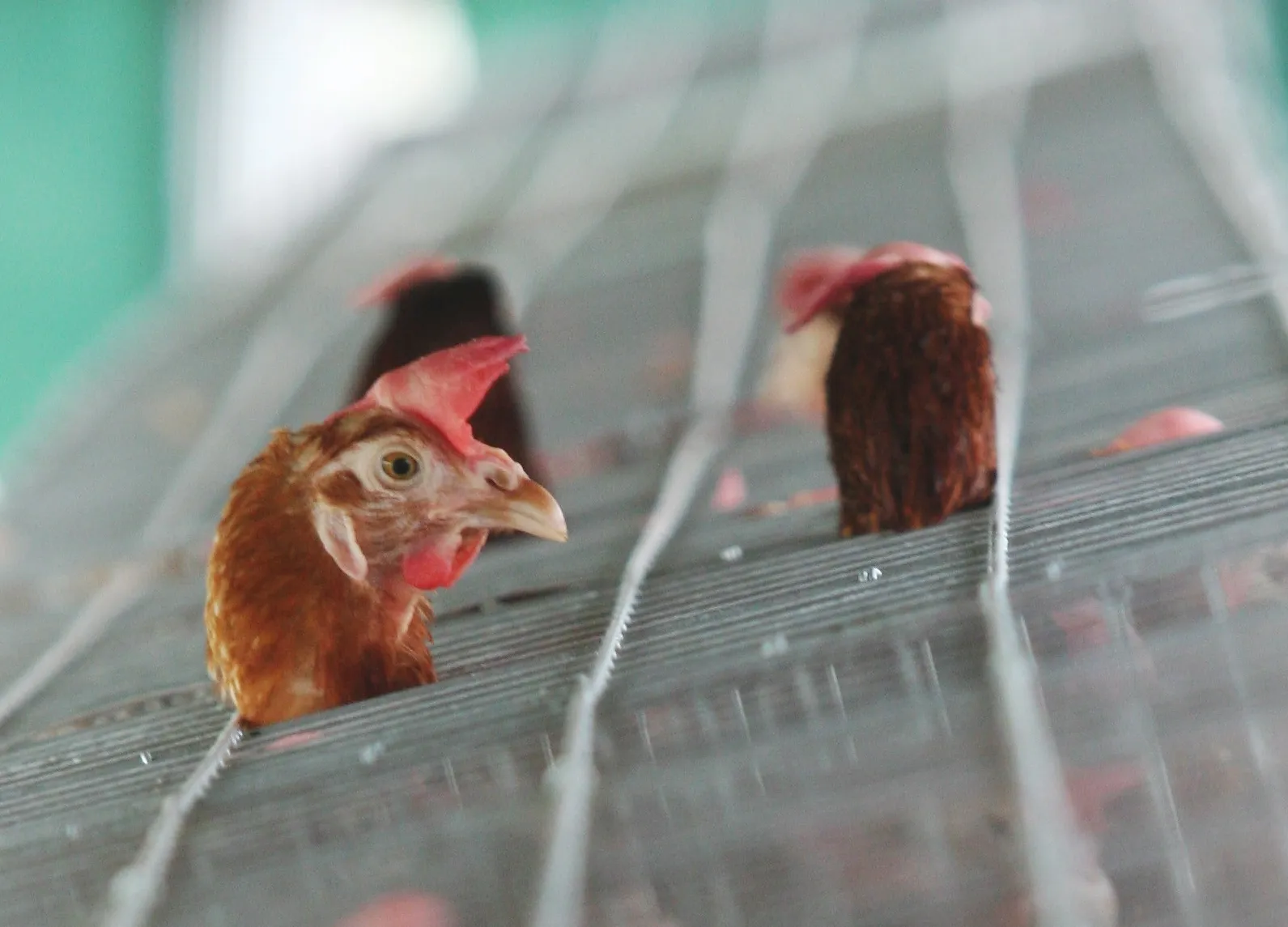 Poll finds growing public revulsion at caged hens as EU deadline looms