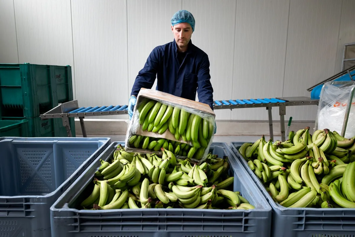 Banana rescue operation: the world’s most wasted fruit — Europe destroys 255,000 tonnes while others point fingers