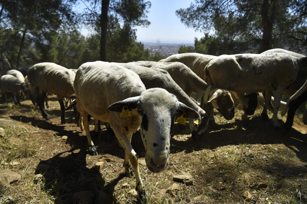 Sheep and goats graze in the natural park of Collserola on May 12, 2022.