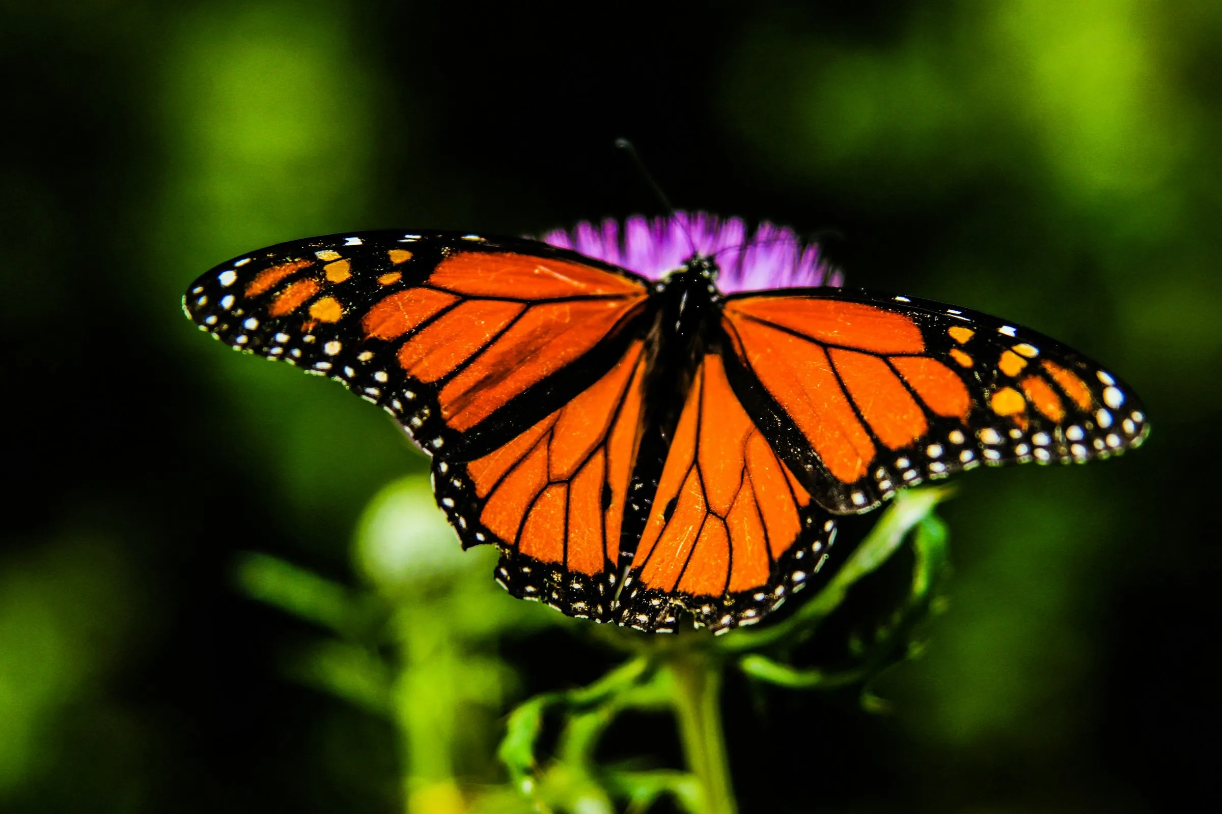 Europe Can't Preach Biodiversity at COP17 While Cutting Its Own Nature Funding