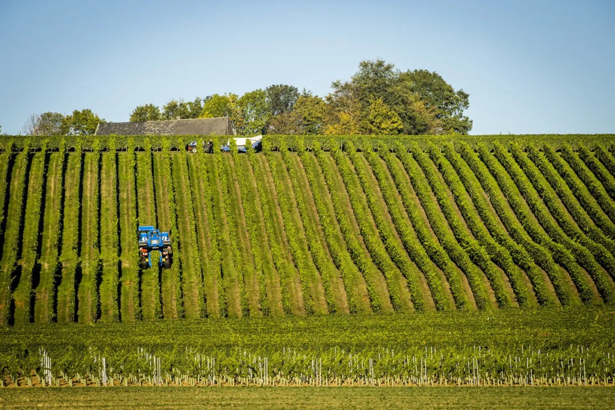 Dutch wine sector benefits from heat, ‘but it must not reach 40 degrees’