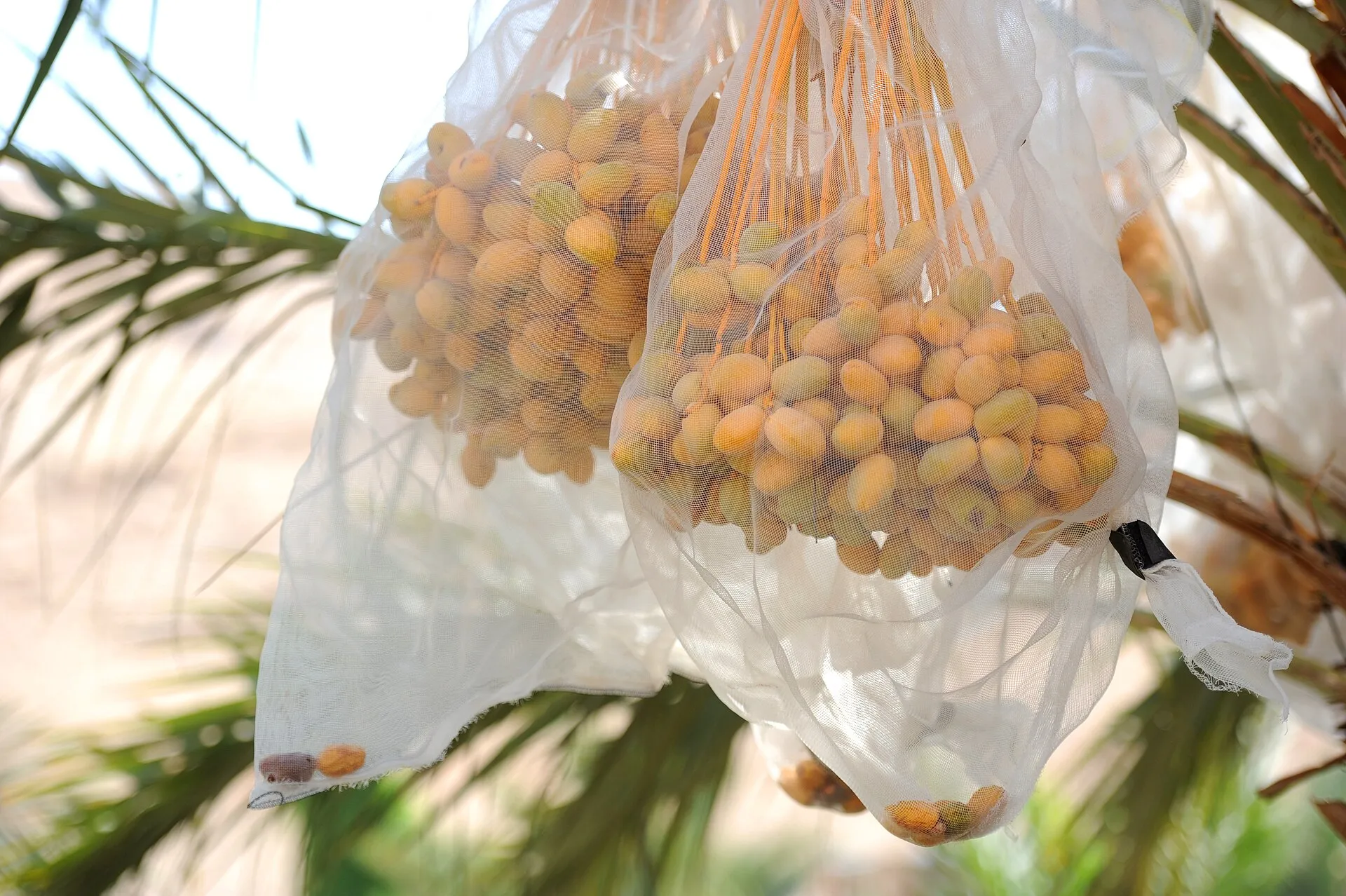 Three Israeli farm firms boast exports from occupied West Bank to Spain as Europe looks the other way