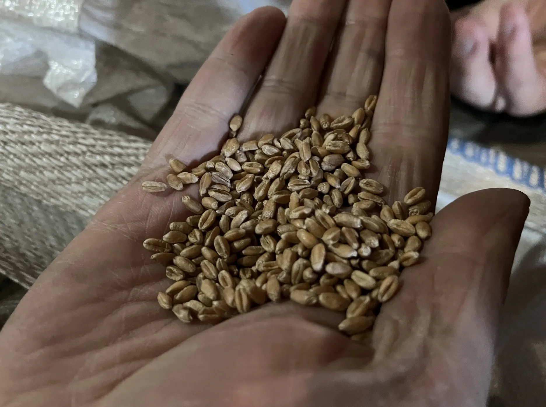 Volodymyr Rever with Ukrainian grain