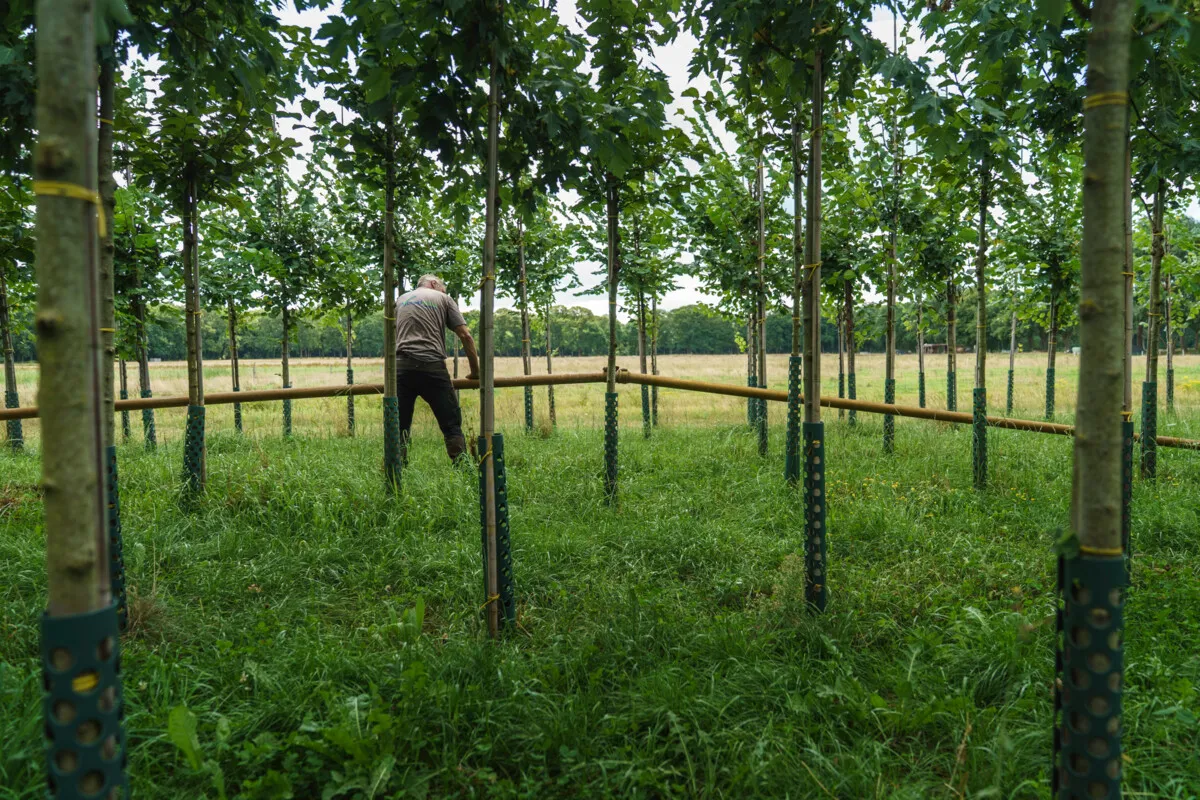The 'sacred' wood of the Anne Frank tree