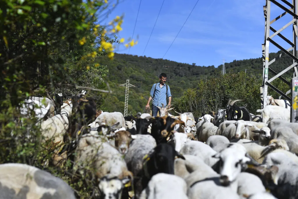Europe turns to goats to stop wildfires — sensible common-sense fix