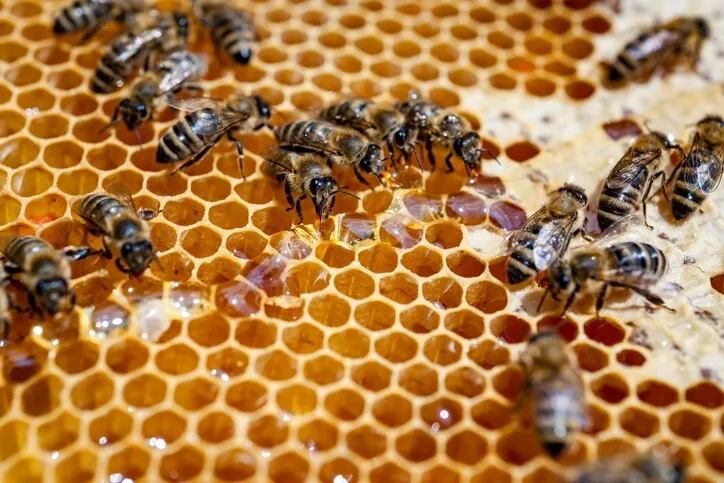 What's all the fuss about raw honey? | Common Sense