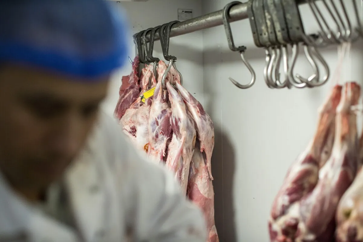 Religious slaughter outmoded? Five questions about a controversial bill